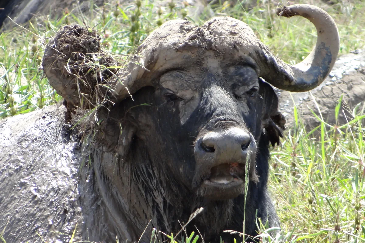 A Cape buffalo with a mud-caked face and a curved horn lying in green grass in Mikumi National Park