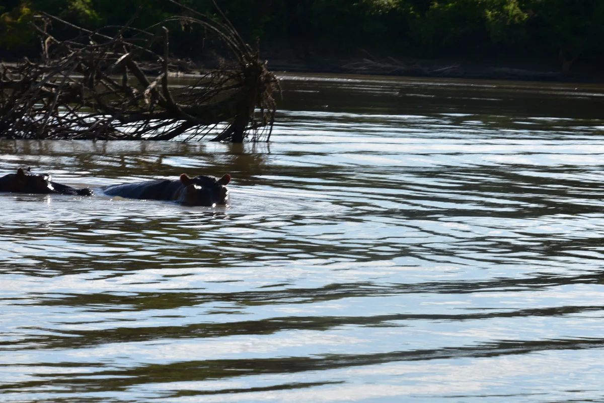Hippos with their backs and heads just above the water of the Rufiji River, with trees along the far bank