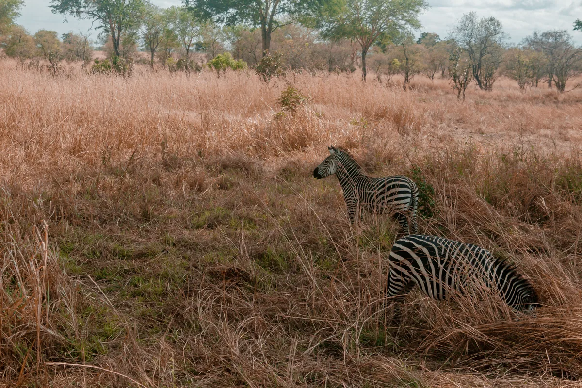 Two plains zebras standing in tall dry grass among scattered trees in Mikumi National Park